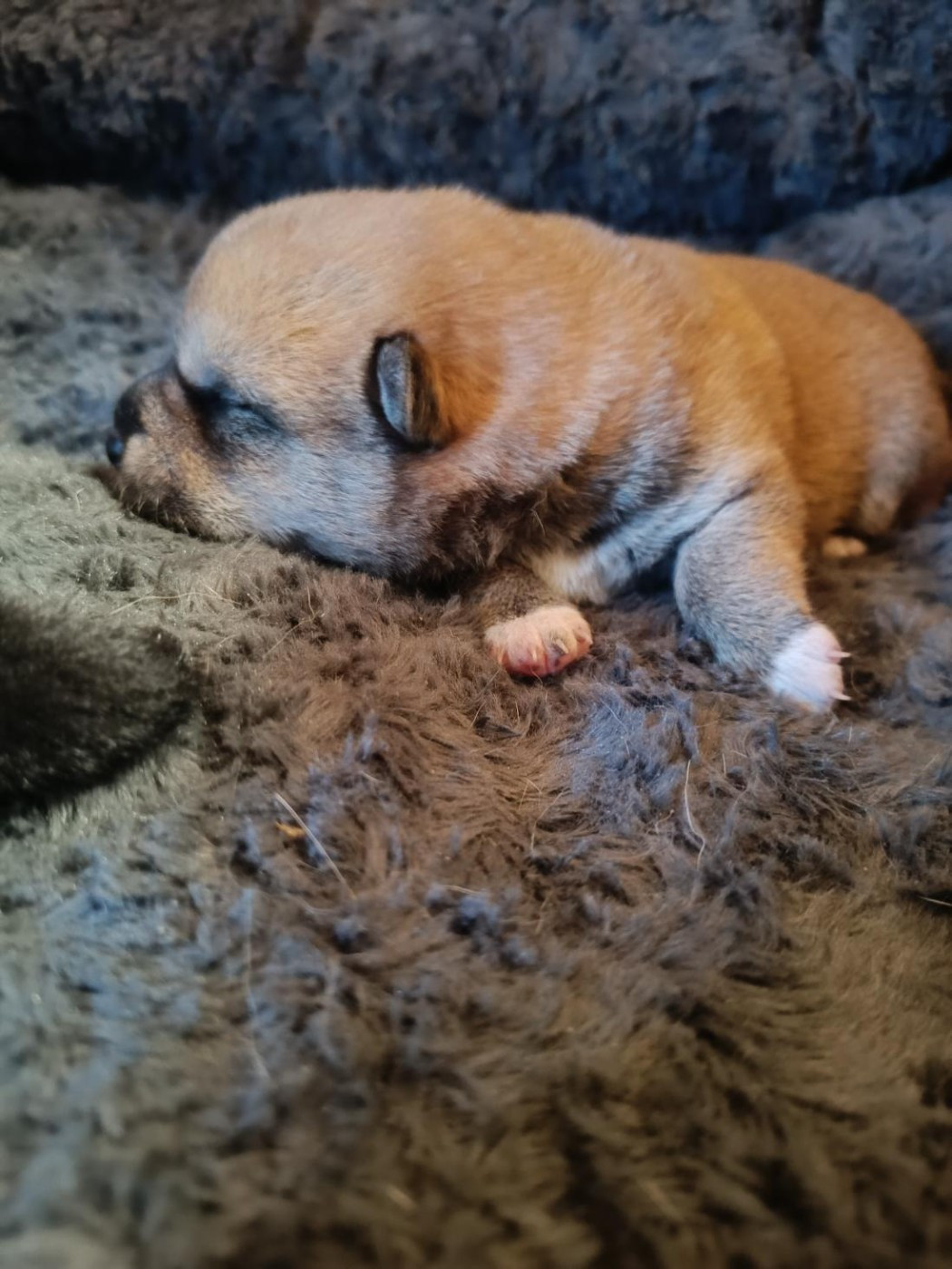 Boo - Shiba