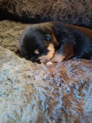 Les chiots de Shiba