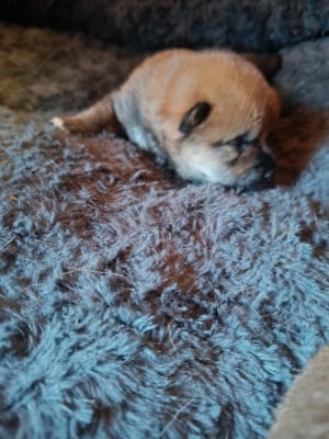 Les chiots de Shiba