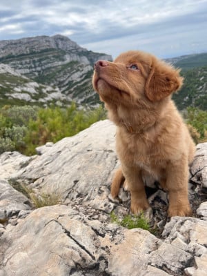 BRIGHTON - Retriever de la Nouvelle-Ecosse