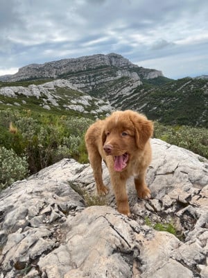 Retriever de la Nouvelle-Ecosse