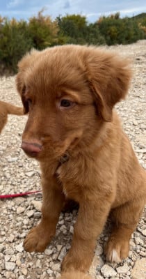 BAMAKO - Retriever de la Nouvelle-Ecosse