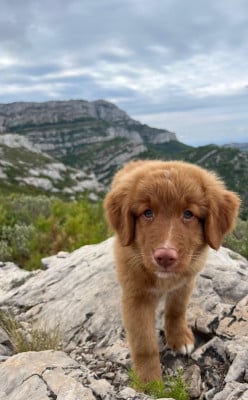 BANGUI - Retriever de la Nouvelle-Ecosse