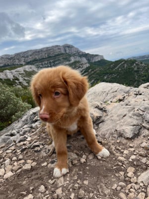 BILBAO - Retriever de la Nouvelle-Ecosse
