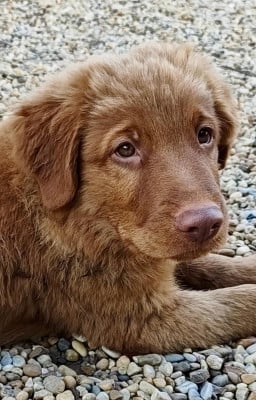 Les chiots de Retriever de la Nouvelle-Ecosse