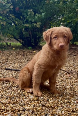 Les chiots de Retriever de la Nouvelle-Ecosse