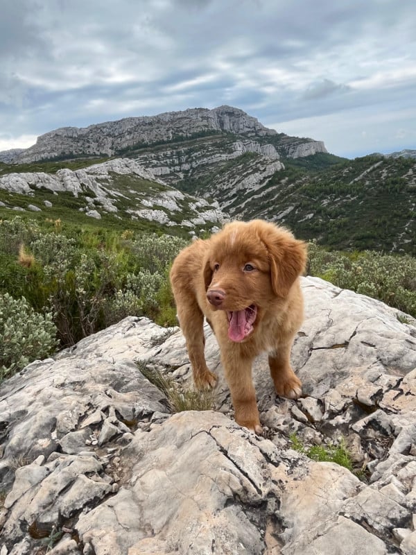 Retriever de la Nouvelle-Ecosse - De La Croix Du Puget