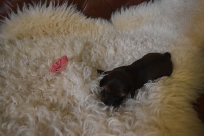 Les chiots de Teckel poil long