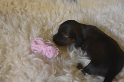 RoSe Tendre - Teckel poil long