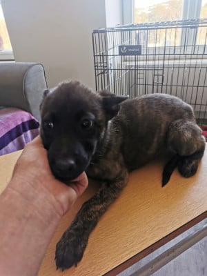 Les chiots de Berger hollandais