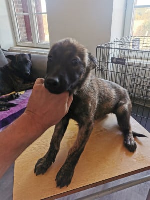 Les chiots de Berger hollandais