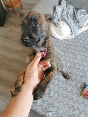 Les chiots de Berger hollandais