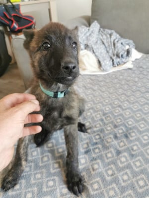 Les chiots de Berger hollandais