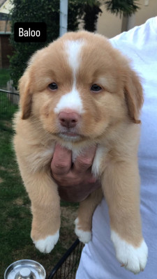 Les chiots de Retriever de la Nouvelle-Ecosse