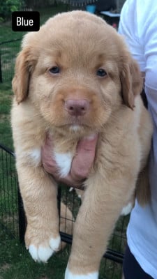 Les chiots de Retriever de la Nouvelle-Ecosse