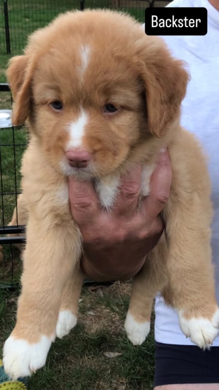 Retriever de la Nouvelle-Ecosse - Novas De L?Estuaire