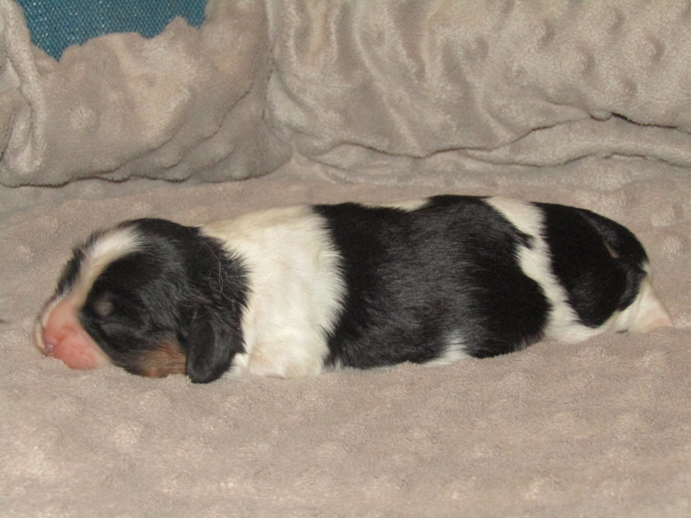 Mâle 1 - Cavalier King Charles Spaniel