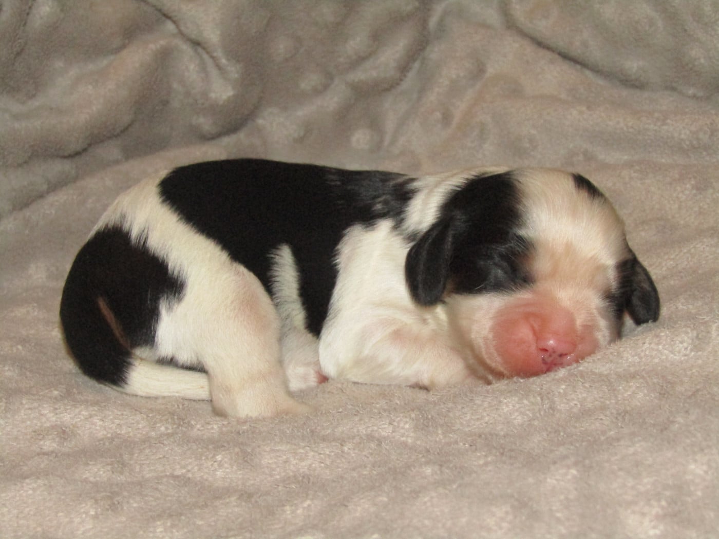 Mâle 2 - Cavalier King Charles Spaniel