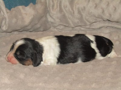 Les chiots de Cavalier King Charles Spaniel