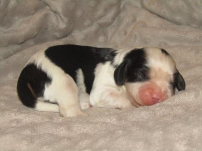 Les chiots de Cavalier King Charles Spaniel