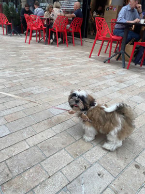 Les chiots de Shih Tzu
