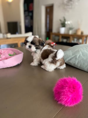 Les chiots de Shih Tzu