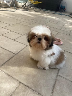 Les chiots de Shih Tzu