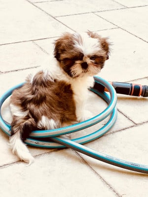 Les chiots de Shih Tzu