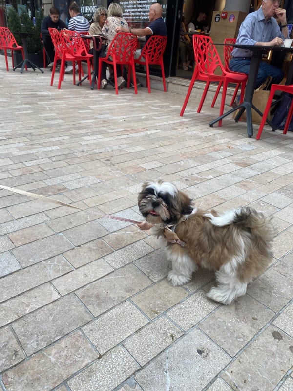 Shih Tzu - L'Etoile De Rehua