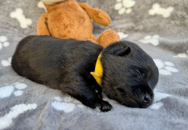 bébé jaune - Schipperke