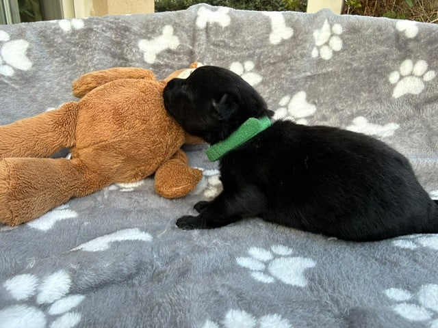 bébé vert - Schipperke