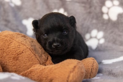 Schipperke