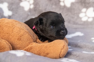 bébé rose - Schipperke