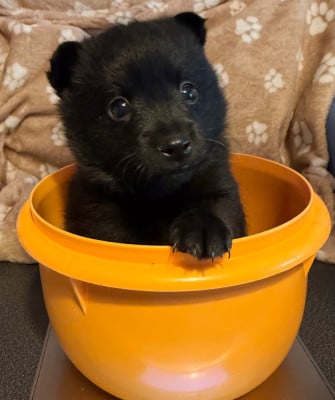 Les chiots de Schipperke