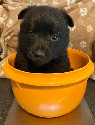 Les chiots de Schipperke