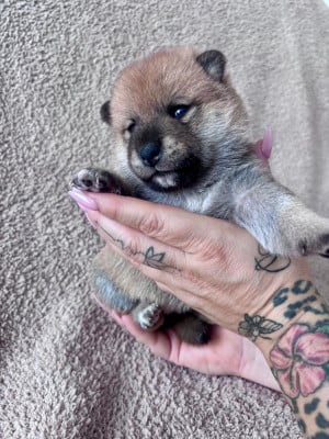 Les chiots de Shiba