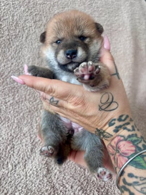 Les chiots de Shiba