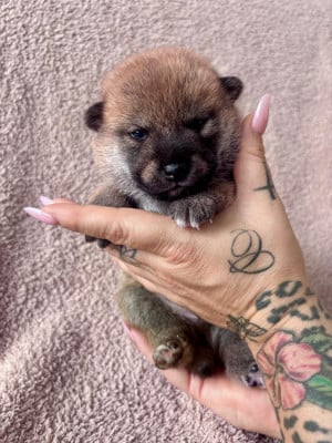 Les chiots de Shiba