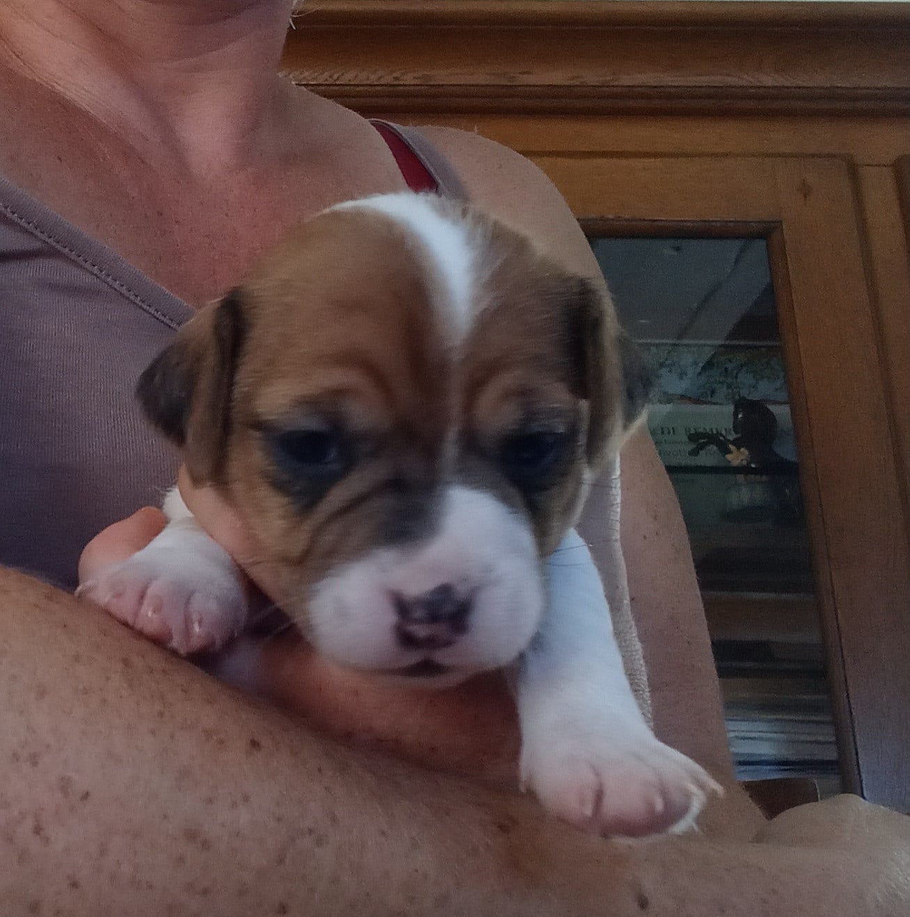 Chiot N°2 - Jack Russell Terrier