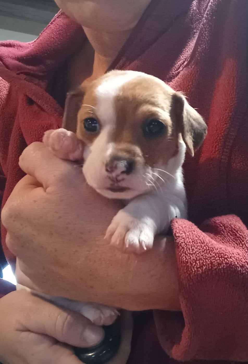 Chiot N°4 - Jack Russell Terrier