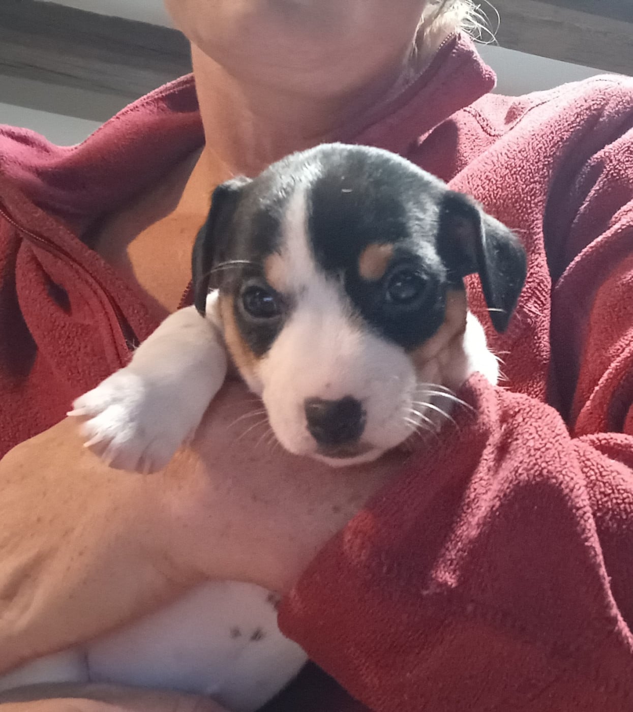Chiot N°5 - Jack Russell Terrier