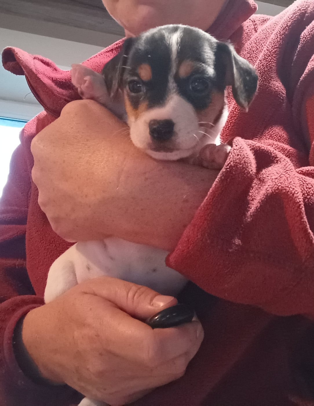 Chiot N°6 - Jack Russell Terrier