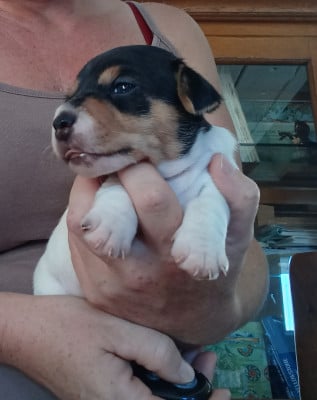 Jack Russell Terrier