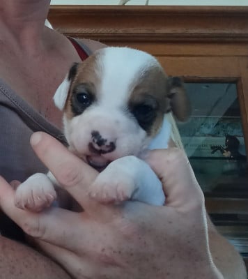Chiot N°3 - Jack Russell Terrier
