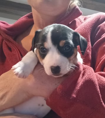 Chiot N°5 - Jack Russell Terrier