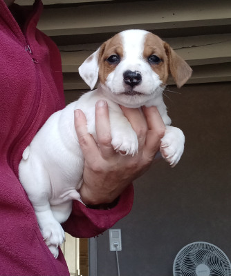 Les chiots de Jack Russell Terrier