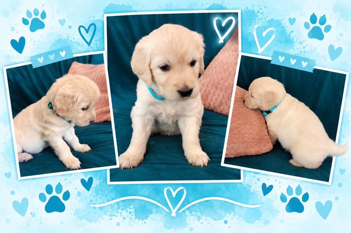 Mr Bleu - Golden Retriever