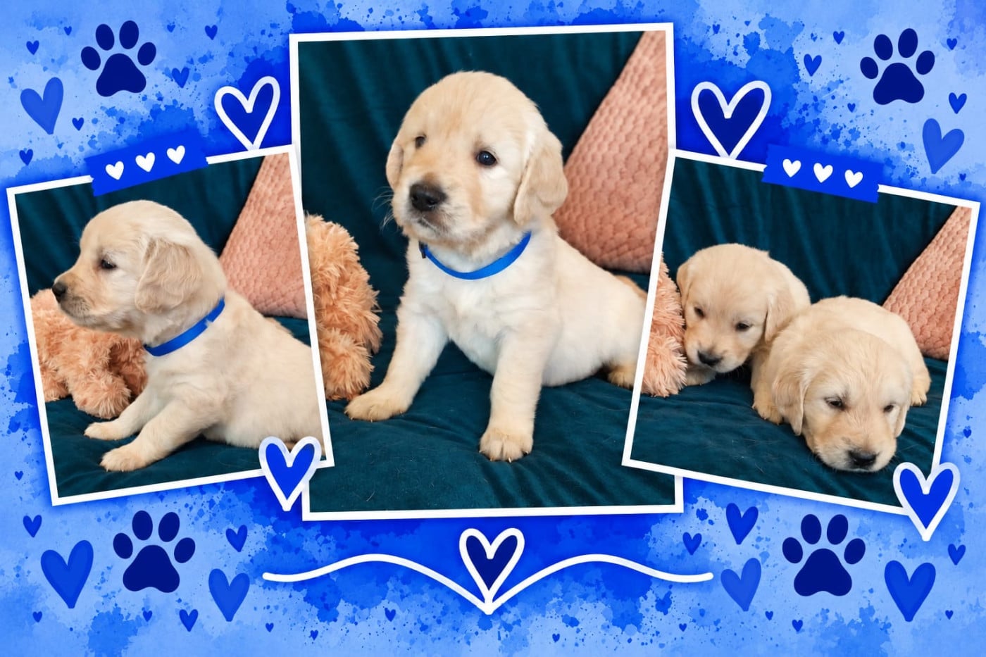 Mr Bleu Klein - Golden Retriever