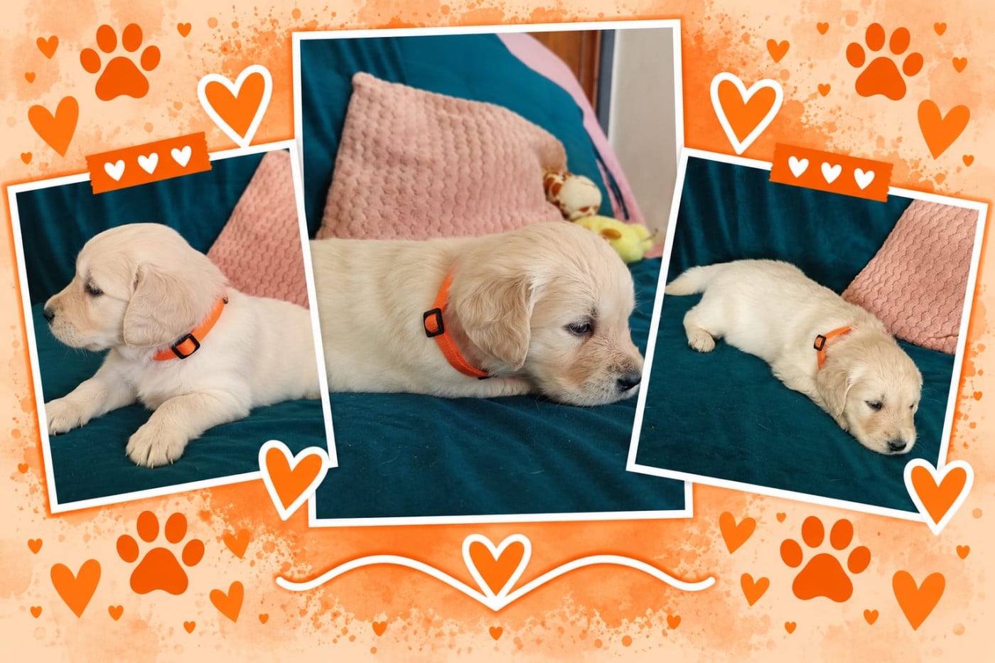 Miss Orange - Golden Retriever