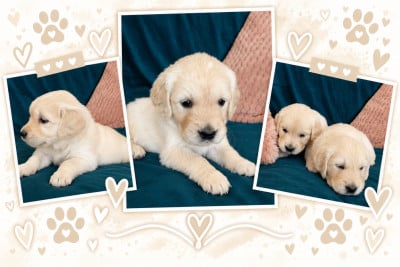 Les chiots de Golden Retriever